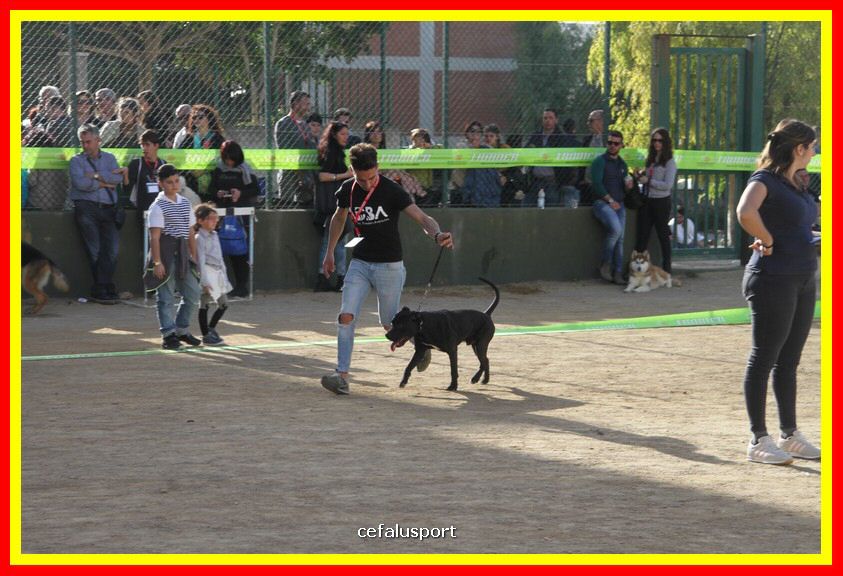 180311 mostra_canina 139.jpg